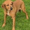 Felicity -Angsthund,lieb und sanft-