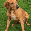 Felicity -Angsthund,lieb und sanft-