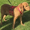 Felicity -Angsthund,lieb und sanft-