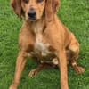 Felicity -Angsthund,lieb und sanft-
