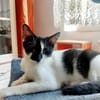 Thea ein Freundliches Katzenmädel