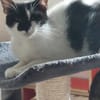 Thea ein Freundliches Katzenmädel