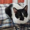 Thea ein Freundliches Katzenmädel