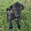 Gadget zauberhafter Hundejunge