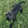 Gadget zauberhafter Hundejunge