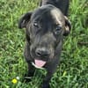 Gadget zauberhafter Hundejunge