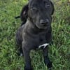Gadget zauberhafter Hundejunge