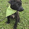 Gadget zauberhafter Hundejunge