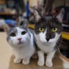 Zeya & Charlie Dreamteam sucht  Familie