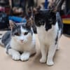 Zeya & Charlie Dreamteam sucht  Familie