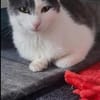 Zeya & Charlie Dreamteam sucht  Familie