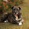 Nano sucht passende Familie