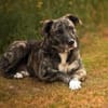 Nano sucht passende Familie