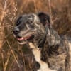 Nano sucht passende Familie