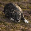Nano sucht passende Familie