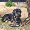 Moro sucht ein Zuhause