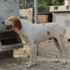 Sienna, geb. ca. 07/2023, 67735 Mehlbach