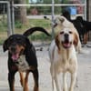 Sienna, geb. ca. 07/2023, 67735 Mehlbach