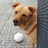 Tinchen - kleines Fräulein m.großem Herz