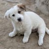Silver, geb. ca. 01/2026, 87763 Lautrach