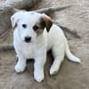 Silver, geb. ca. 01/2026, 87763 Lautrach