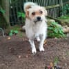 Suzie auf Pflegestelle in Tangstedt