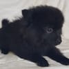 Cho