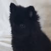Cho