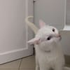 Blanchou