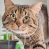 SIMON