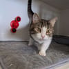 Minette