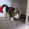 Minette