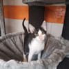 ELVIS