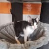 ELVIS