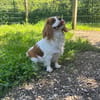 Polly