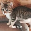 BO-BUN