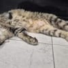 SAYANG