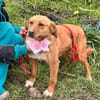 Lemon sucht sein Zuhause