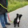 🐾 Änni sucht ihr Zuhause 🐾
