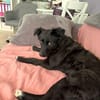 🐾 Änni sucht ihr Zuhause 🐾
