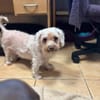 Lotti2 Bologneser Omi sucht zuhause