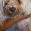 Lotti2 Bologneser Omi sucht zuhause