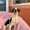 Micky sucht sein Für-immer-Zuhause