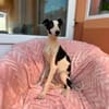 Micky sucht sein Für-immer-Zuhause