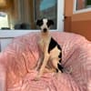Micky sucht sein Für-immer-Zuhause