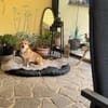 Ginger, eine feine, freundliche Hündin