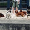 Mura - clevere Kuschelmaus