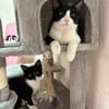 Orion & Luna Dreamteam sucht  Zuhause