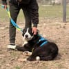 Billy- sucht sein Zuhause