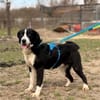 Billy- sucht sein Zuhause